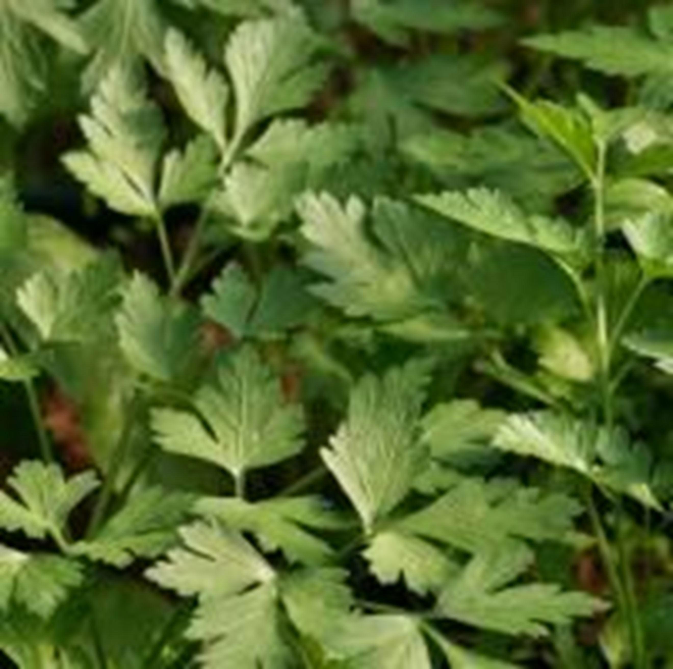 Parsley - Flat Leaved 50g