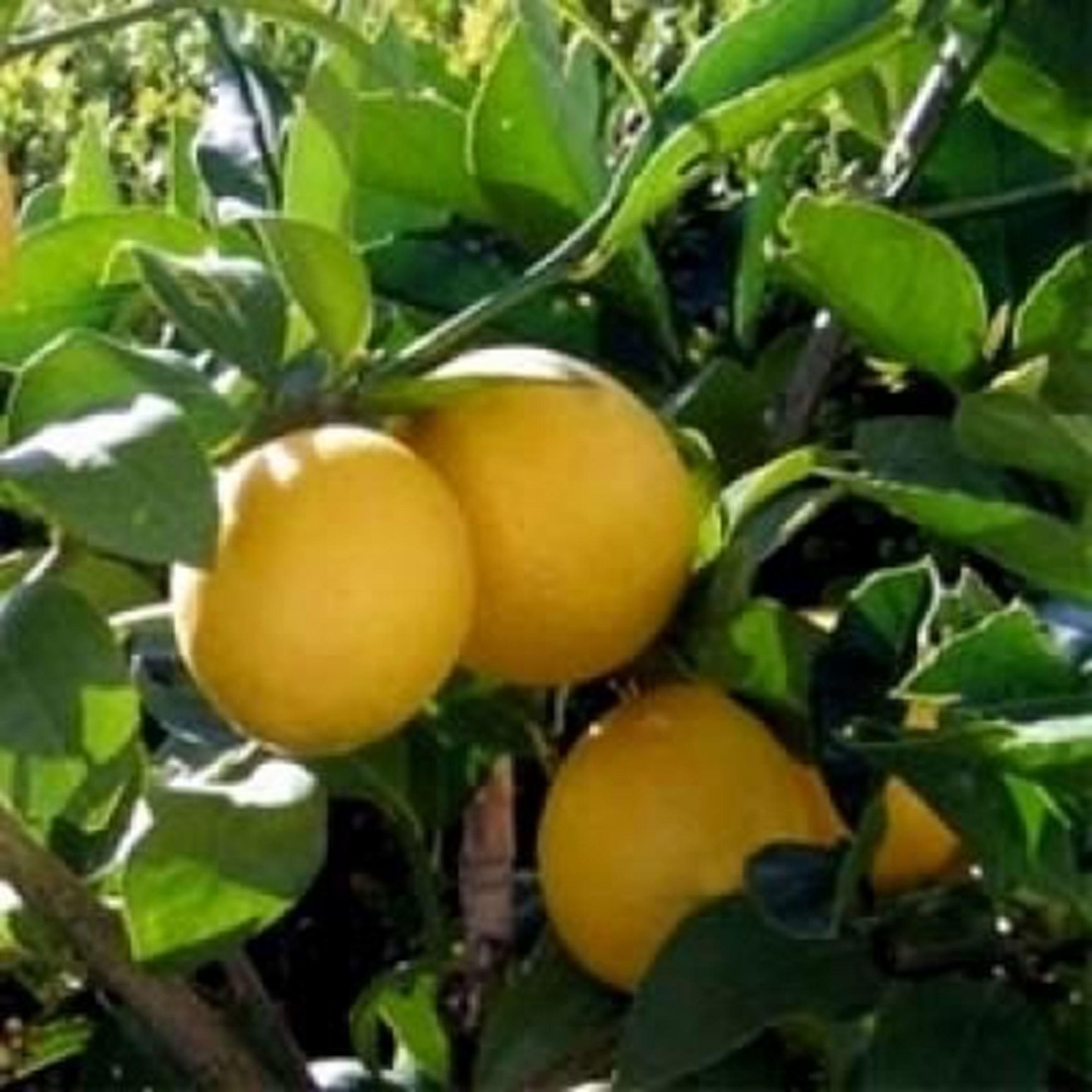 Lemons 200g