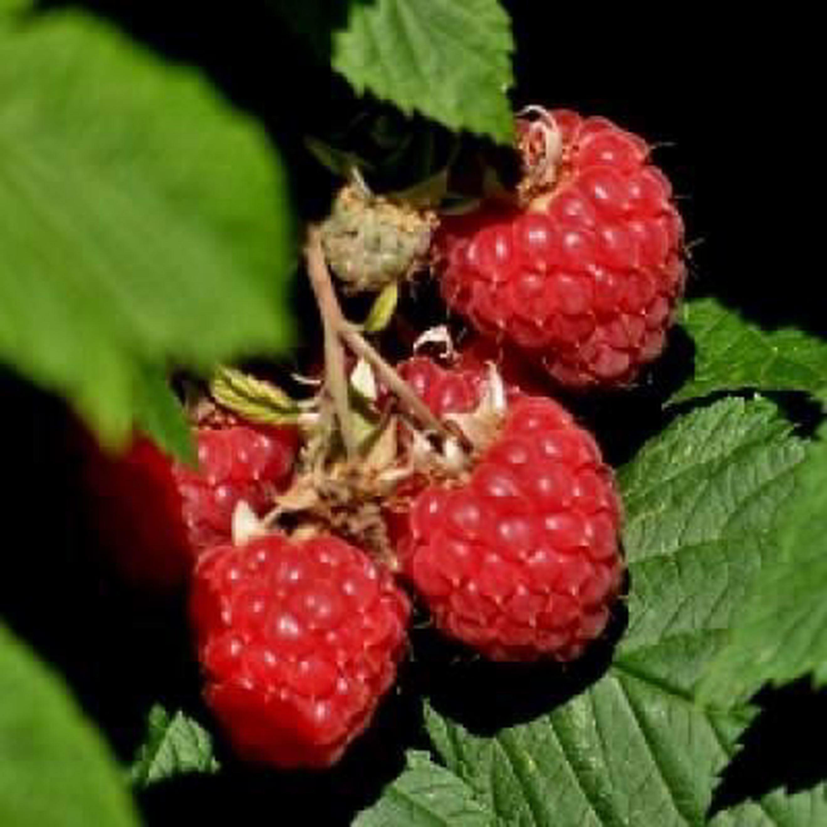 Frozen Raspberries - 1kg