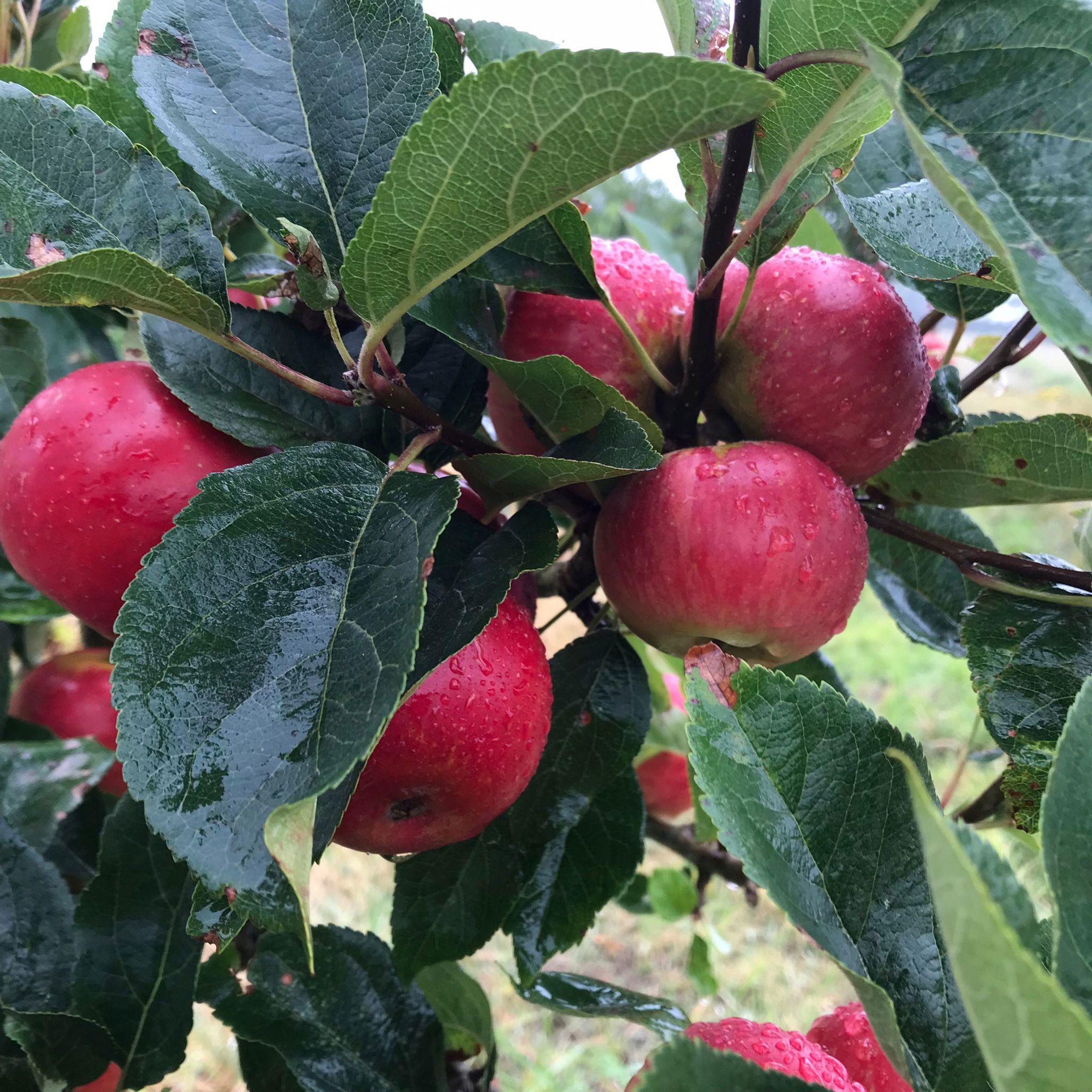 Apples - Discoveries 500g