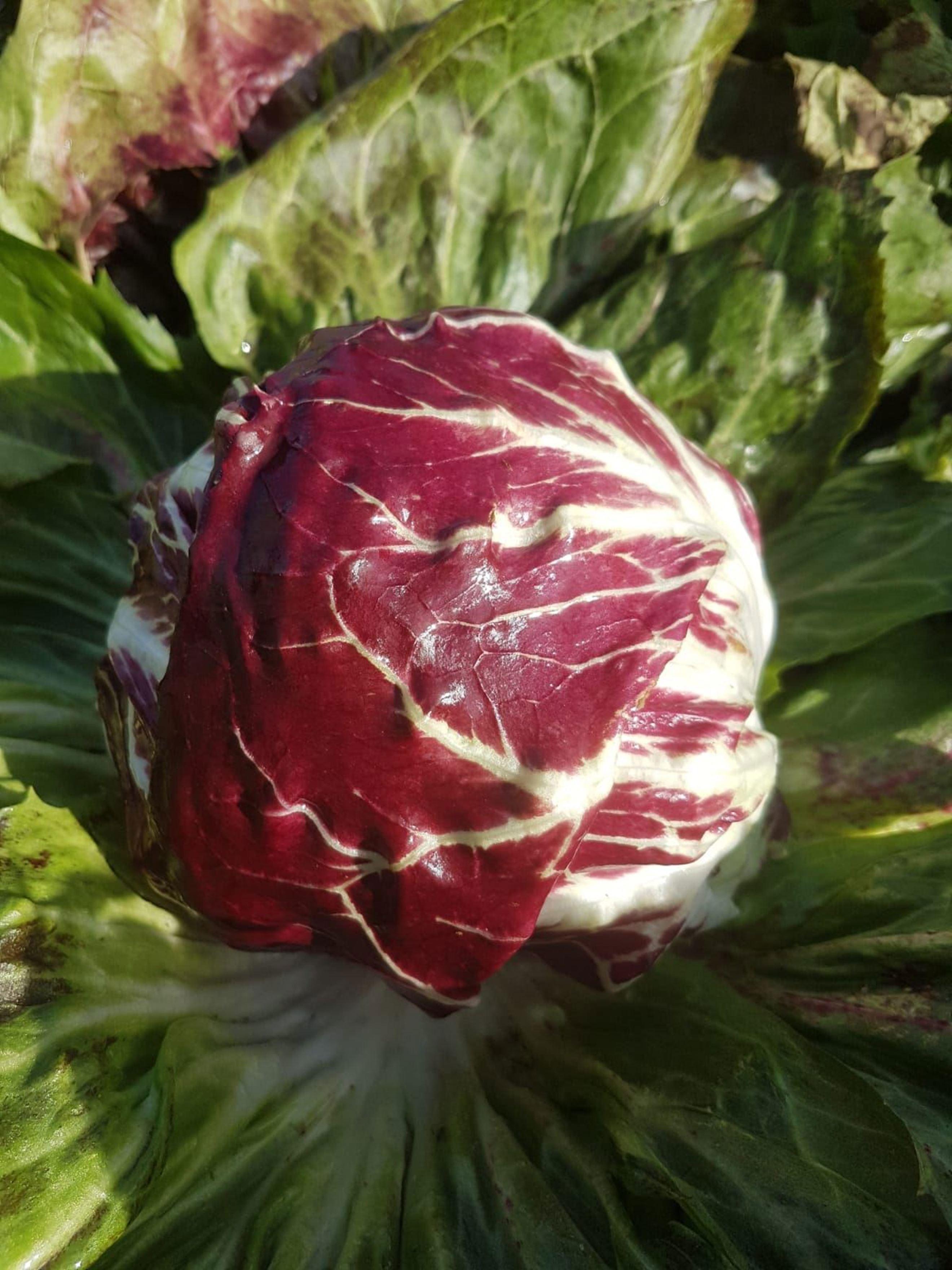 Radicchio - Palarossa (x1)
