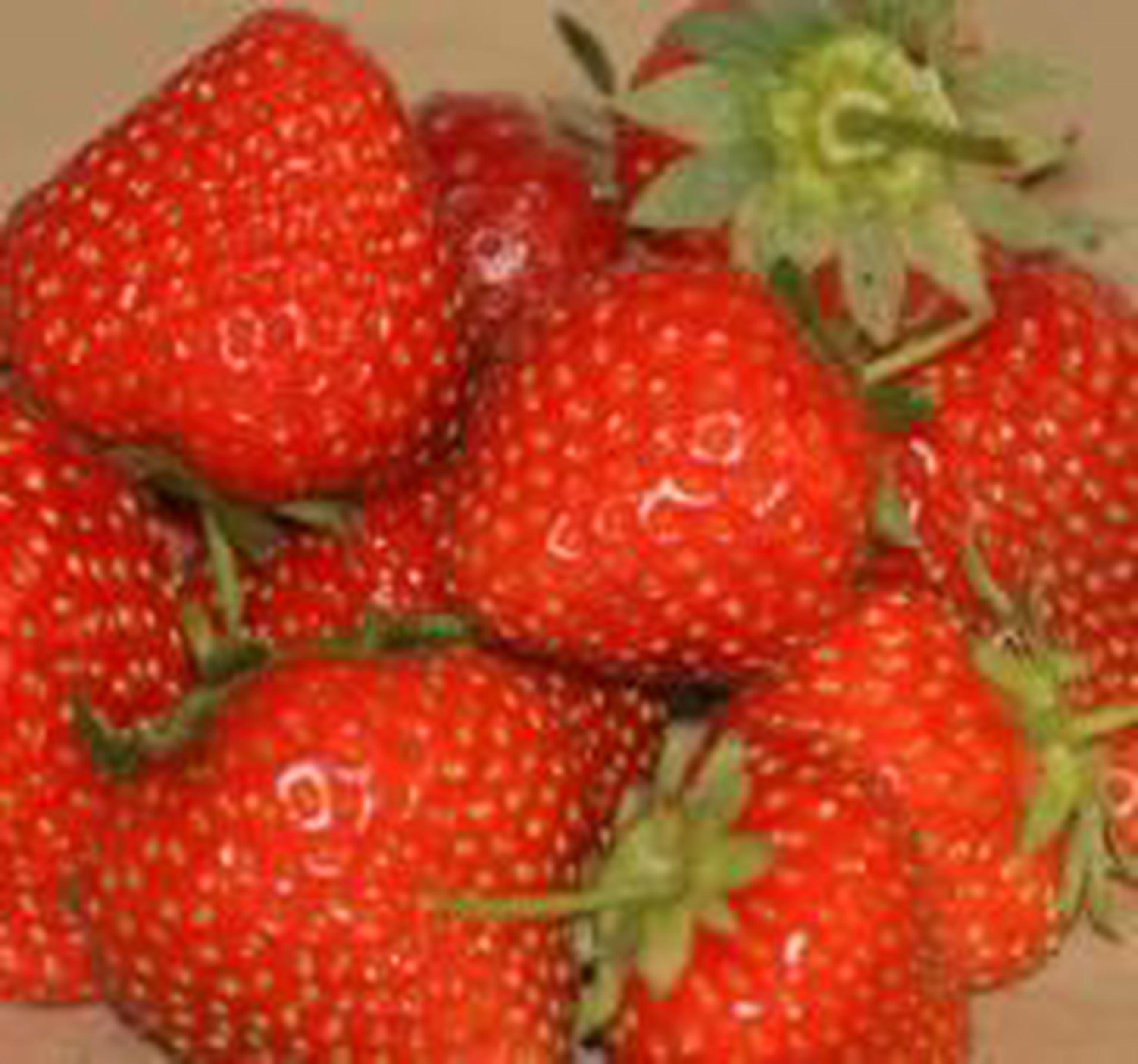 Frozen Strawberries - 1.75kg