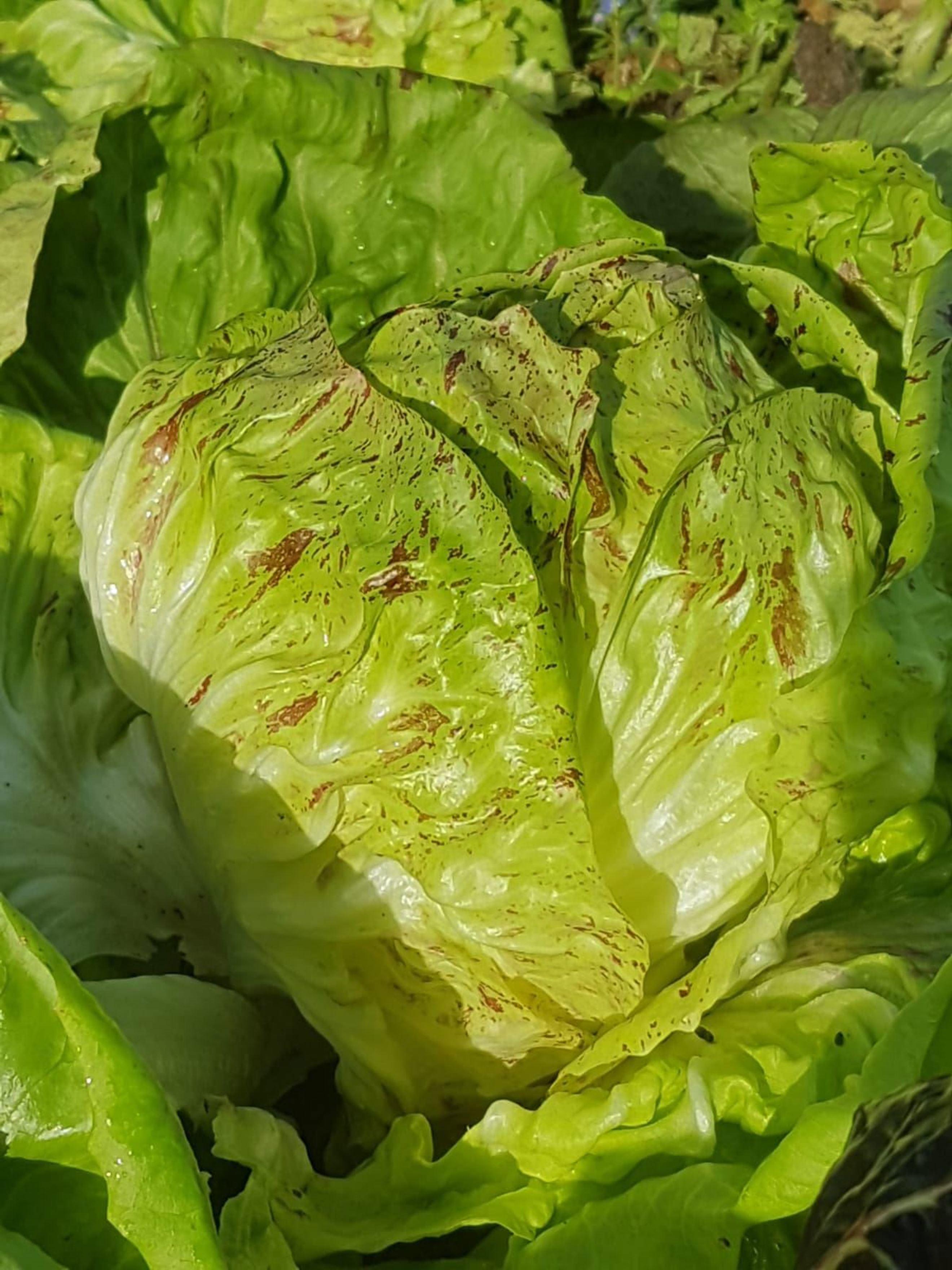 Radicchio - Variegata (x1)