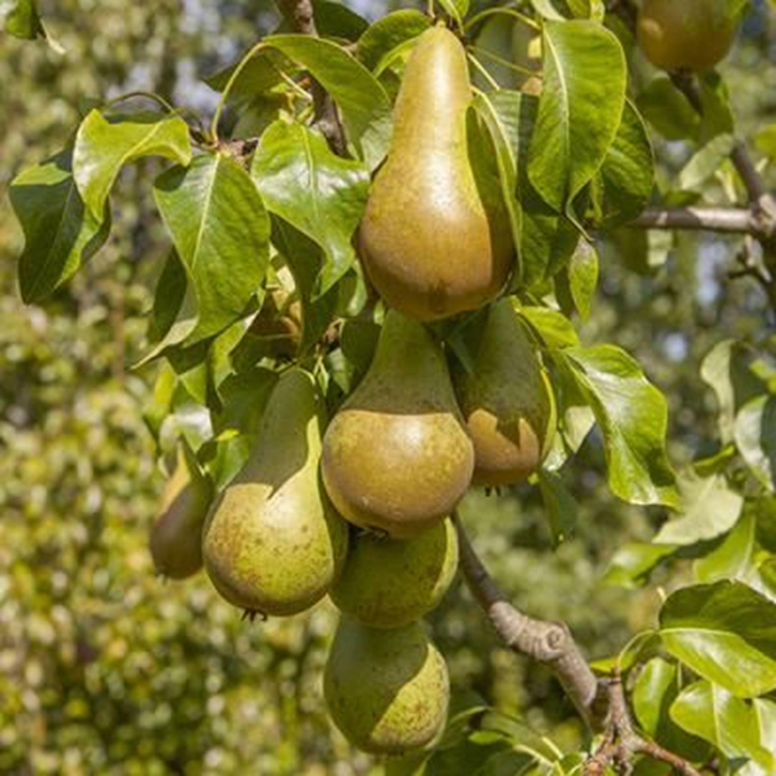 Pears 500g