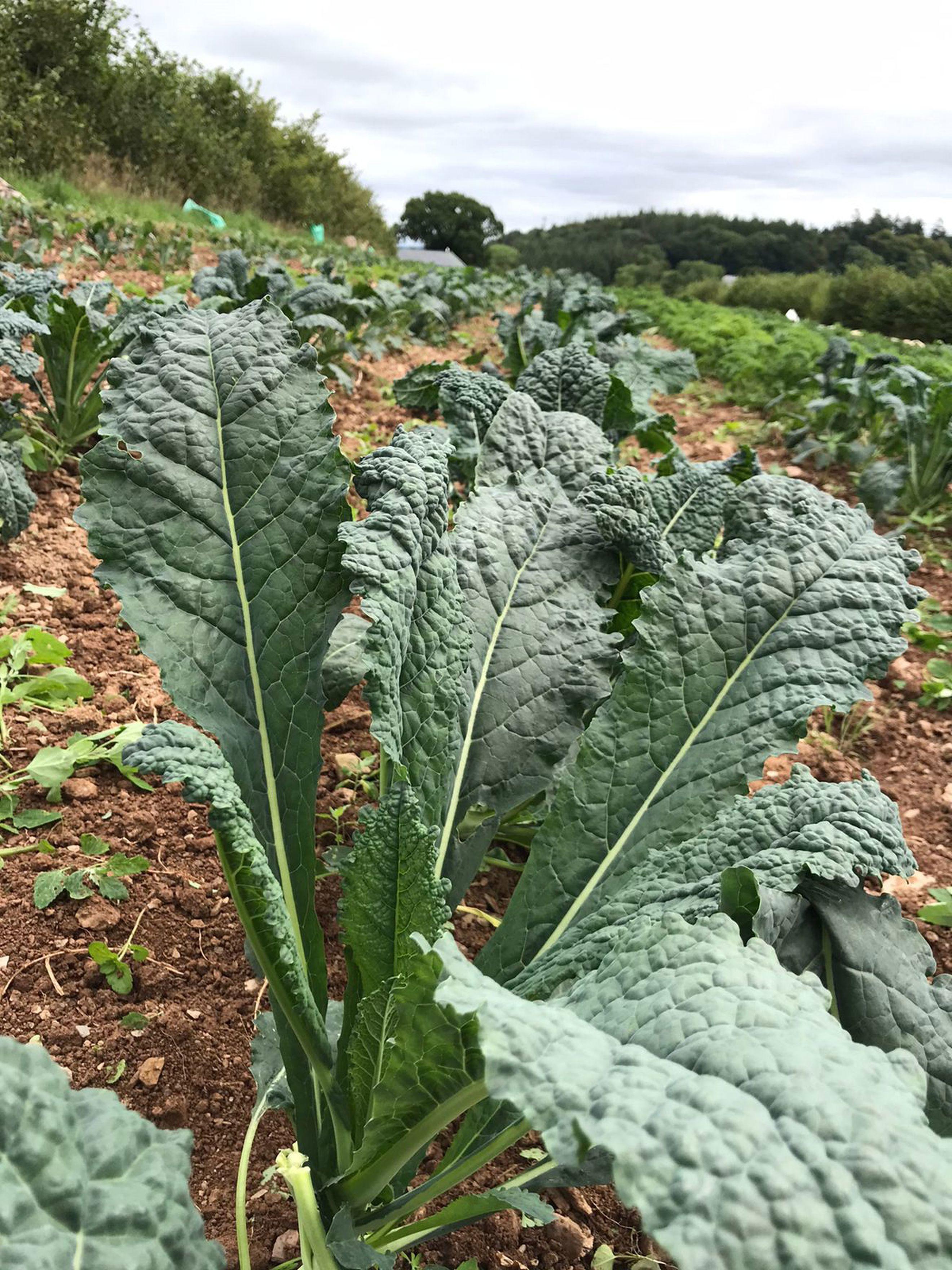 Kale - Cavolo Nero 200g