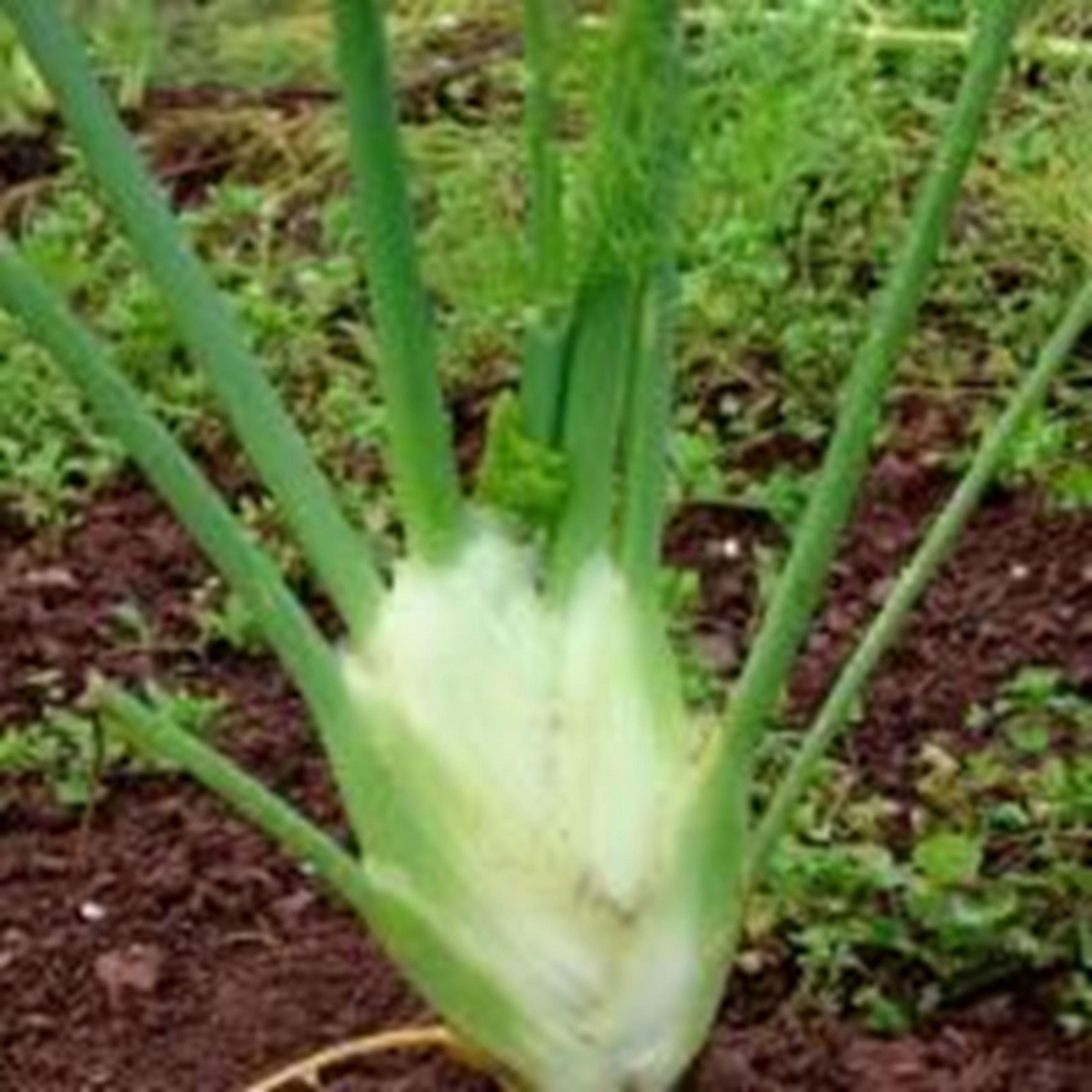 Fennel - Bulb (x1)