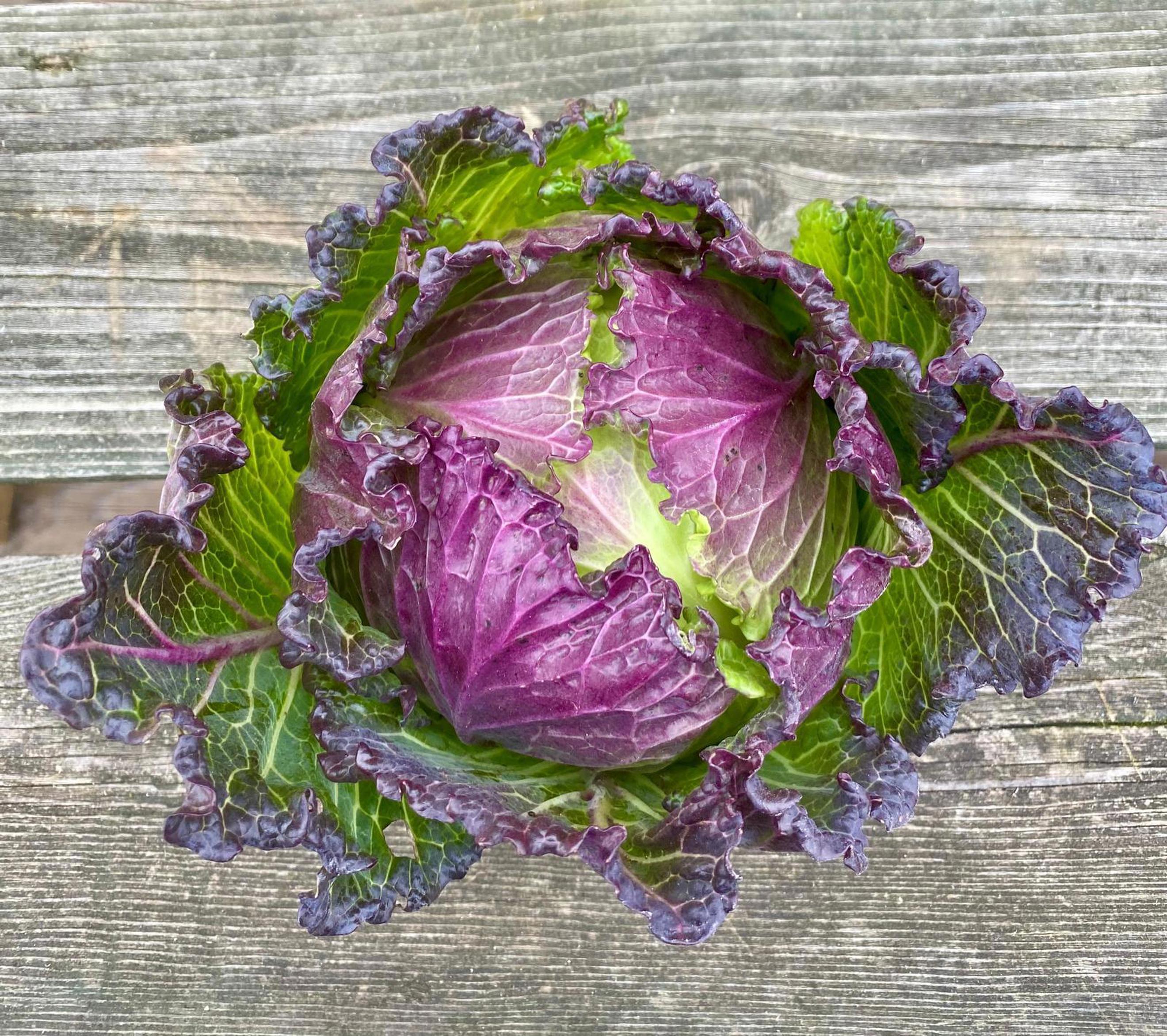 Cabbage - January King