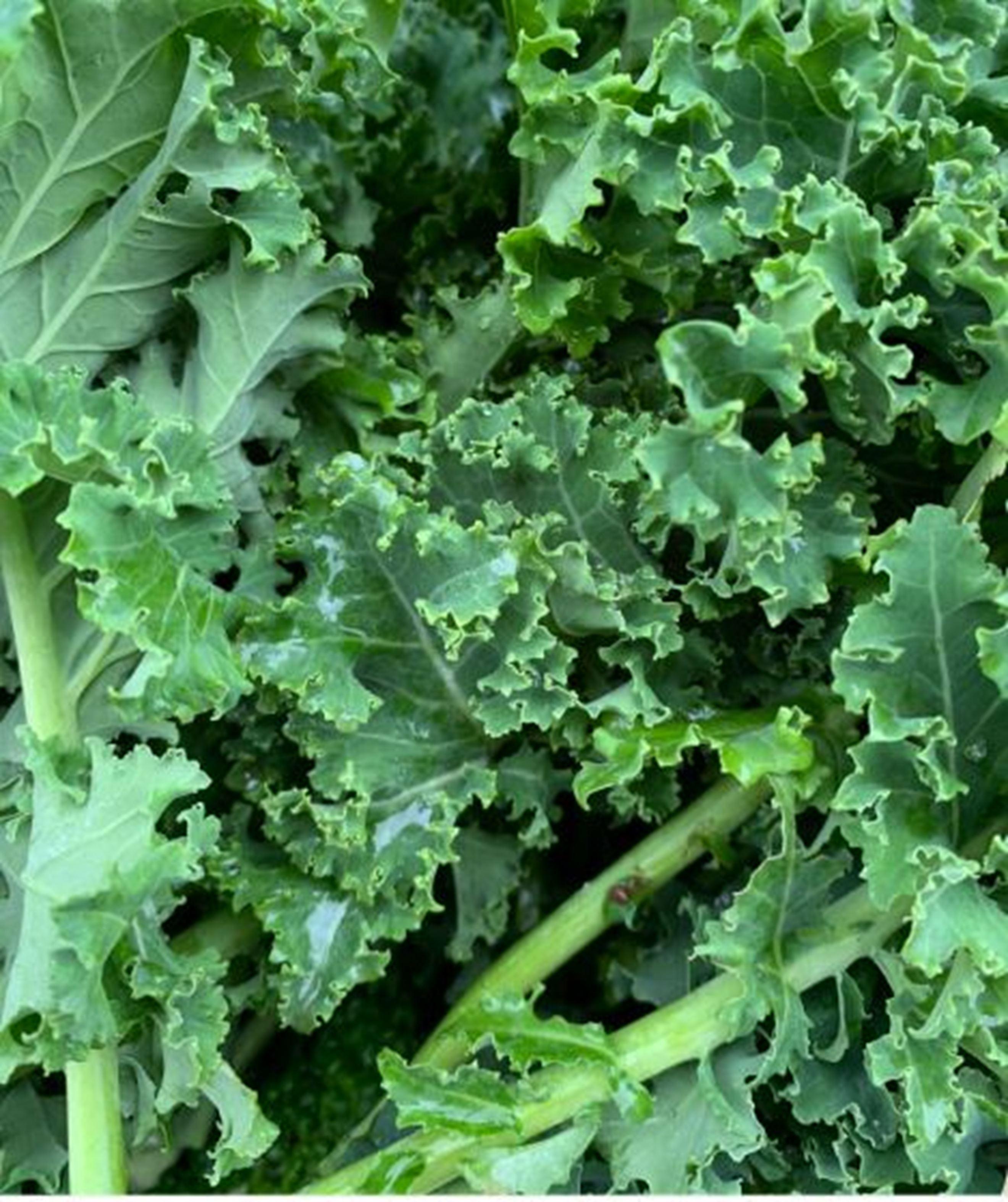 Kale - Green Curly 200g