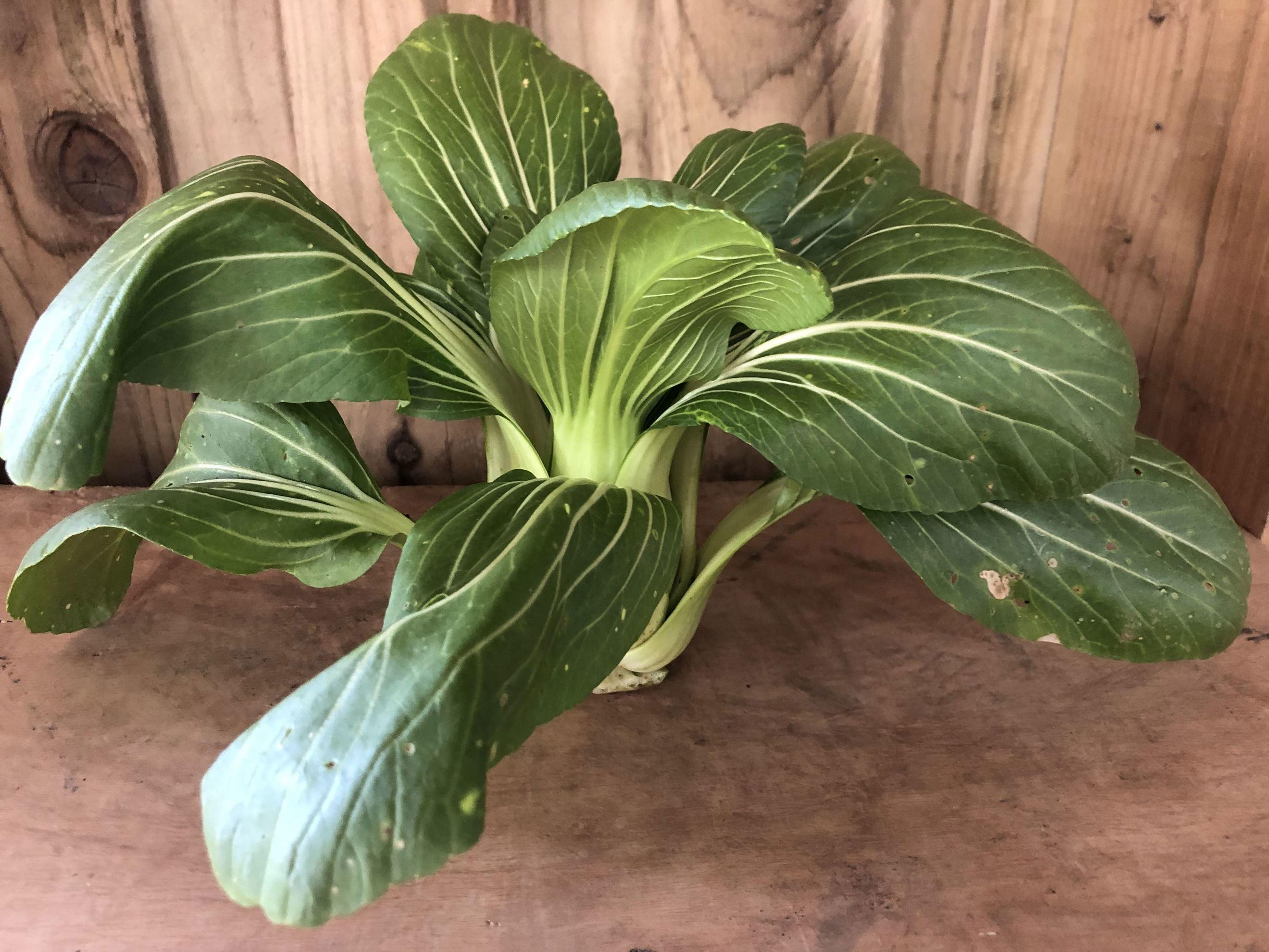 Pak Choi (x1)