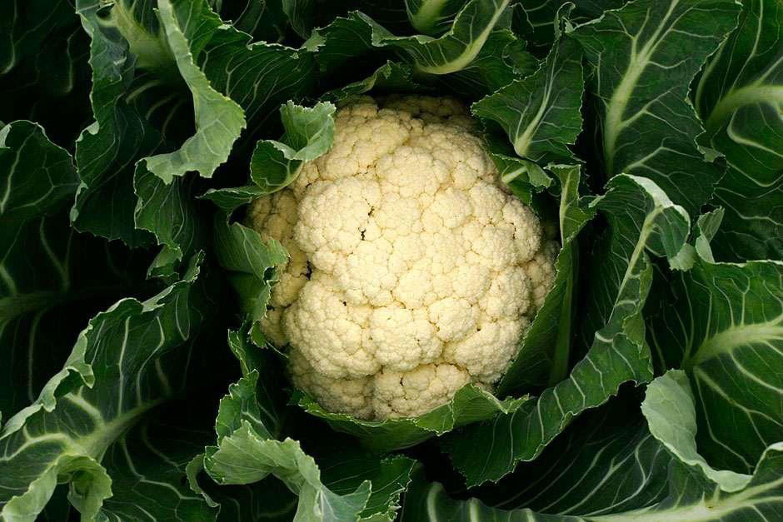 Cauliflower x 1