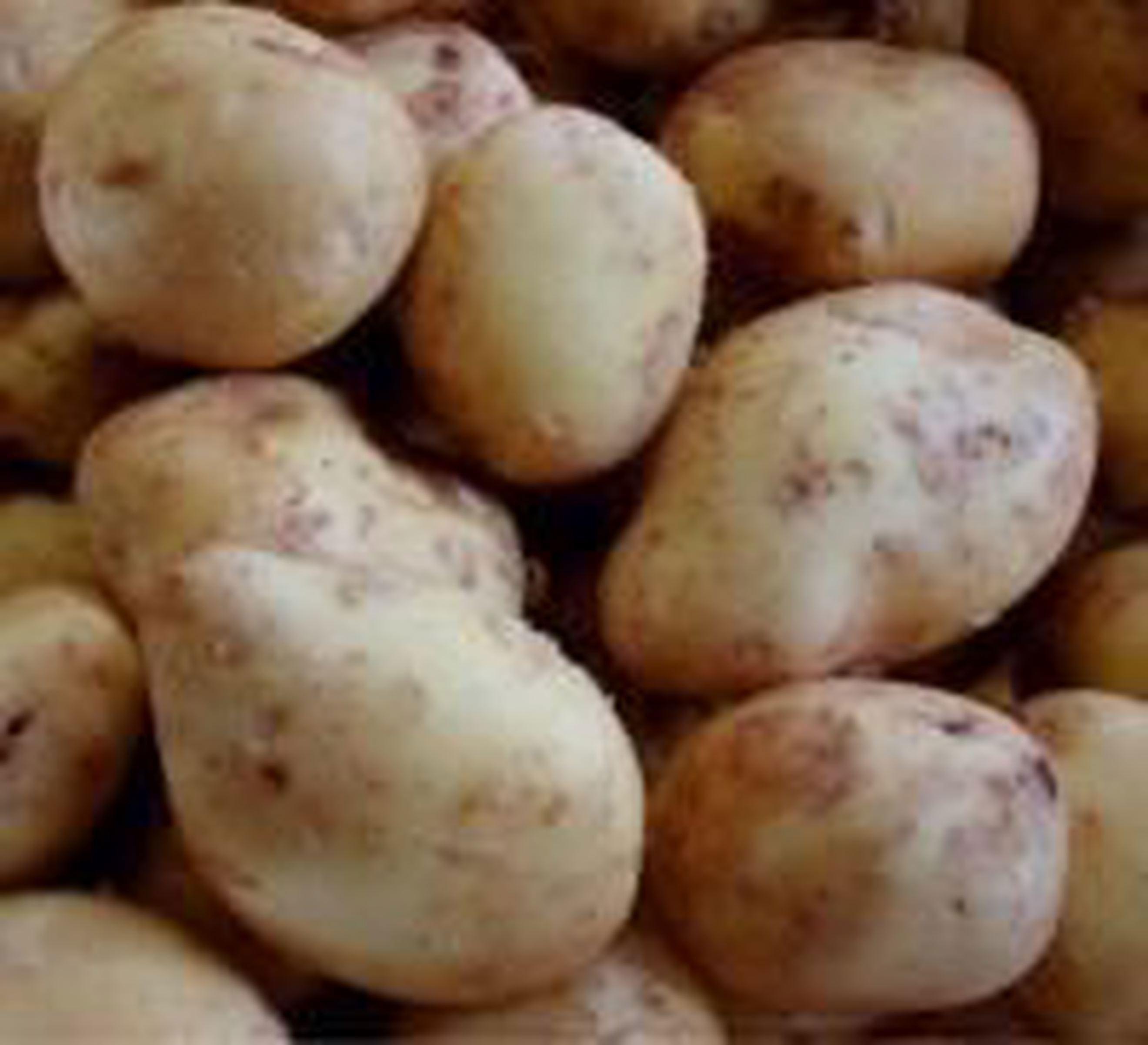Potatoes - Main Crop -- 500g