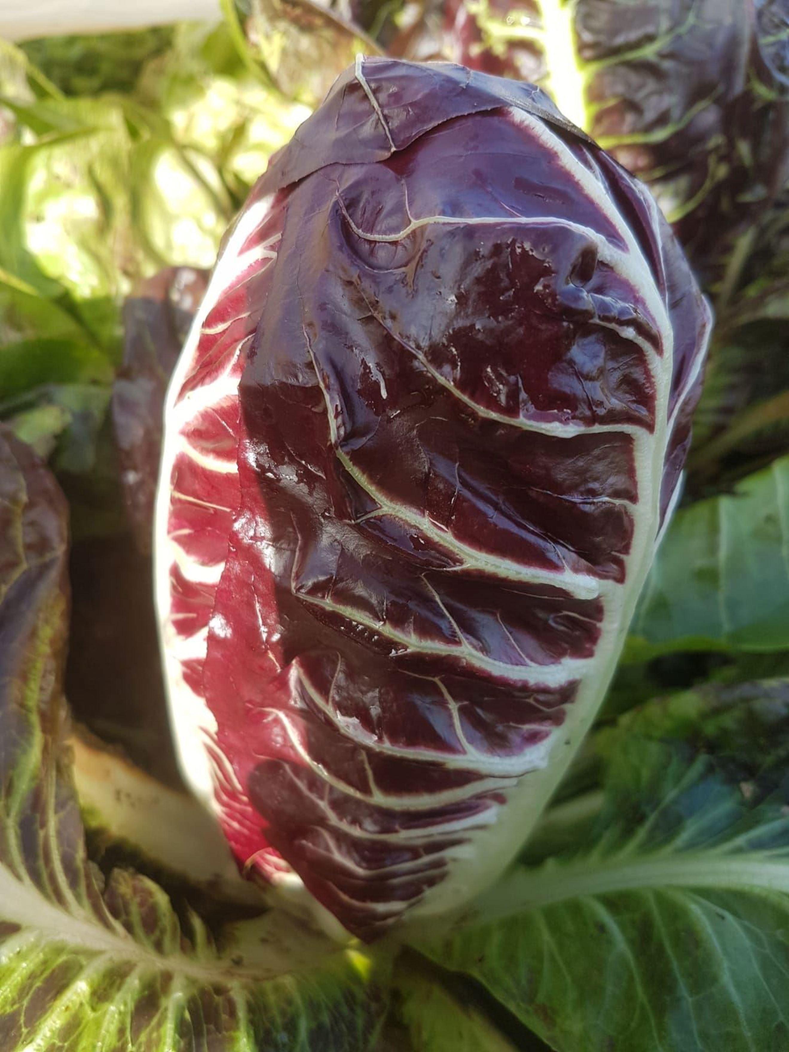 Radicchio - Treviso (x1)