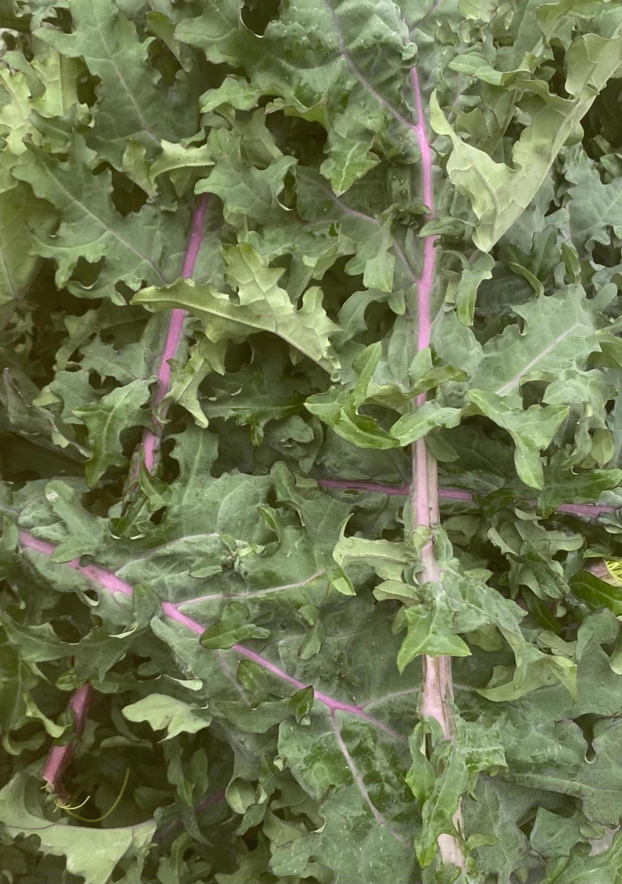 Kale - Red Russian 200g