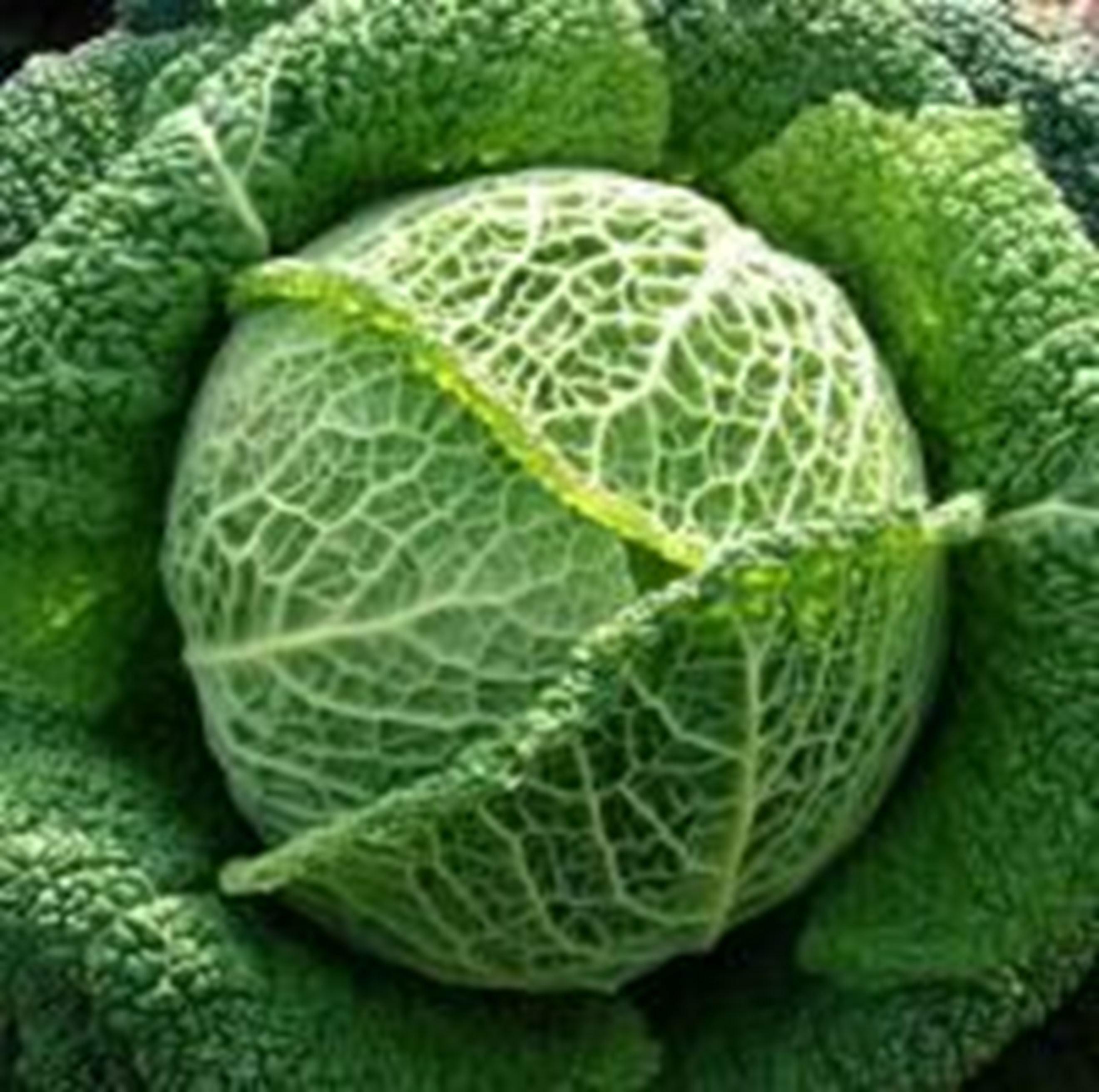 Cabbage - Savoy
