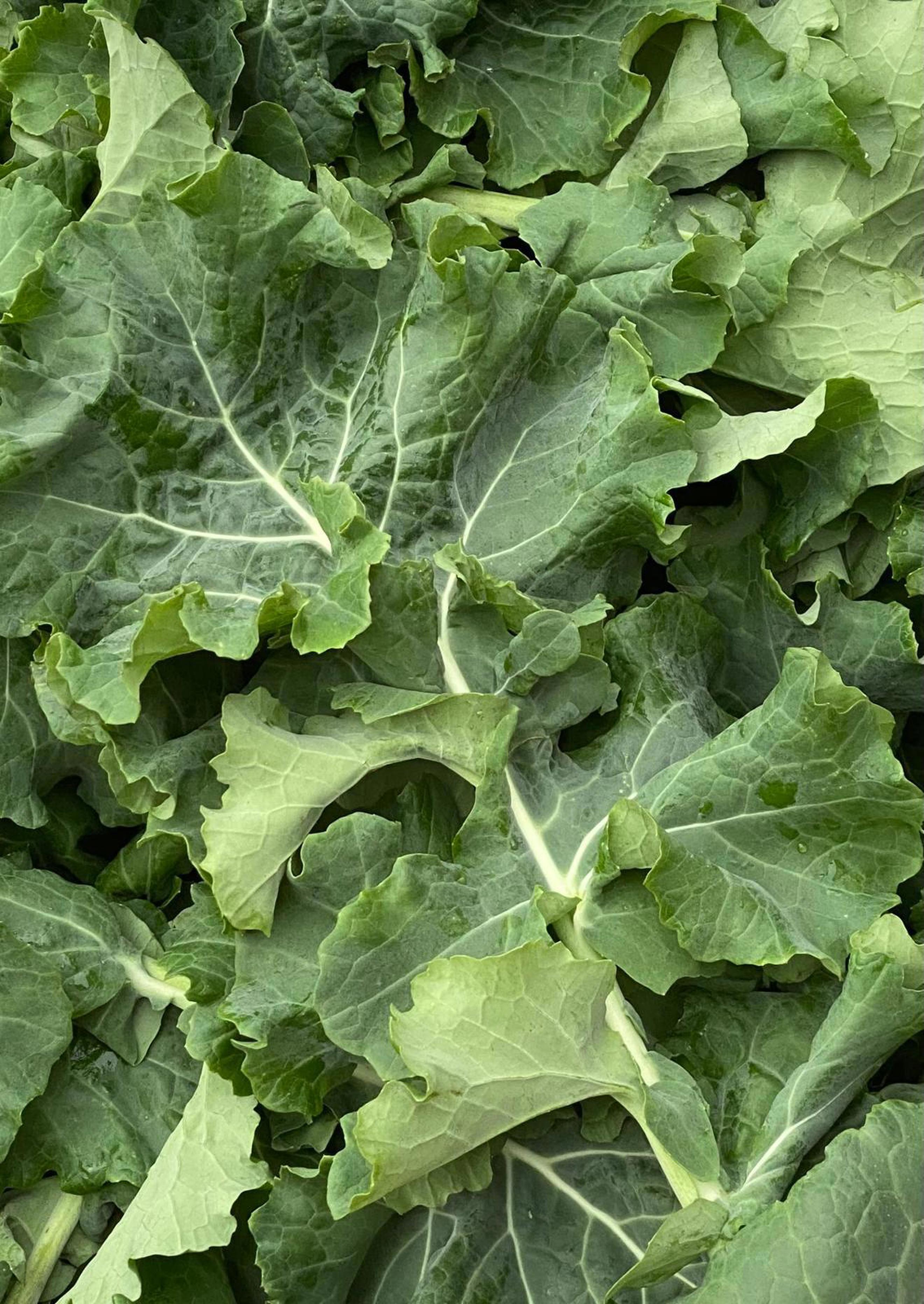 Kale - Hungry Gap 200g